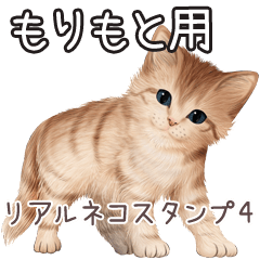 Morimoto Real pretty cats 4