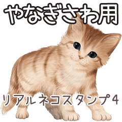 やなぎさわ用リアルかわいい猫4 Line スタンプ Line Store やなぎさわ用リアルかわいい猫4 Line スタンプ Line Store