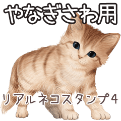 やなぎさわ用リアルかわいい猫4 Line スタンプ Line Store