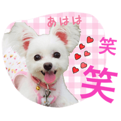 チワマル プッチ&ポメマル リリィ MIX犬