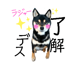 Japanese dog Kuroshiba's daily life 5