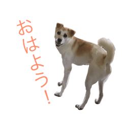 mix dog Fujimaru