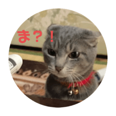 ask_20210411221842