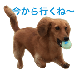 photo sticker of dog