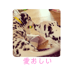 emi_dalmatian_bengal