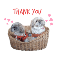 Mei&Hime Shih Tzu