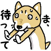 Mr. Shiba 10