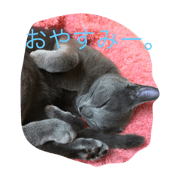 cute Russian Blue 7