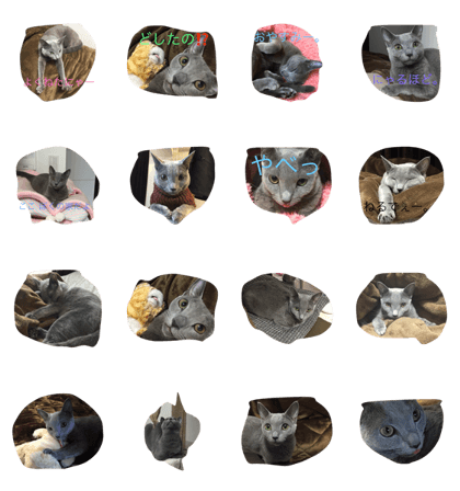 cute Russian Blue 7
