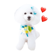 toy poodle daifuku