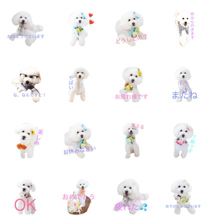 toy poodle daifuku