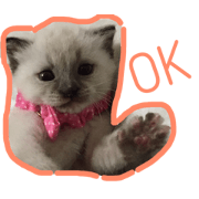 cutecats okome&cotetsu