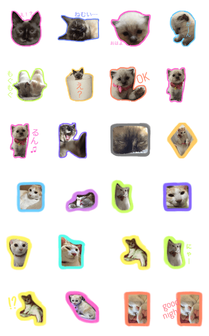 cutecats okome&cotetsu