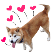 Shiba Inu choco