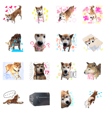 Shiba Inu choco