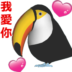 托哥巨嘴鳥 (1)