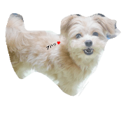 kokoharu