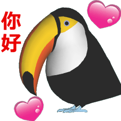 托哥巨嘴鳥 (2)
