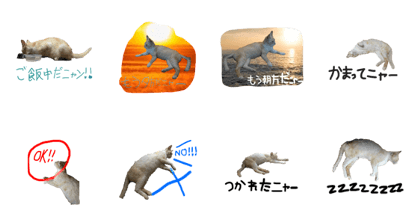 catmichan