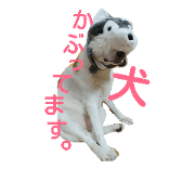 pretty dog happy days