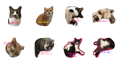 cats2017