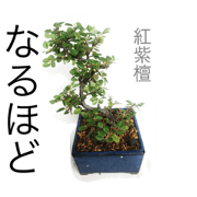 mini "BONSAI"stickers