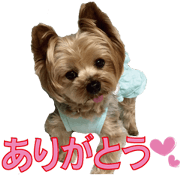 Yorkshire Terrier familytalk