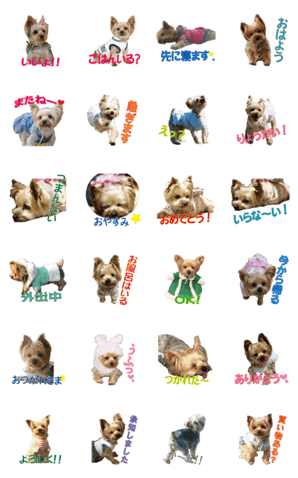 Yorkshire Terrier familytalk