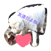 Joly dog