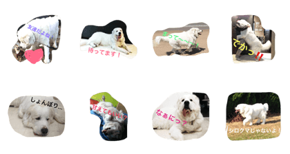 Joly dog