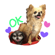 Chiwawa&Chiwamaru