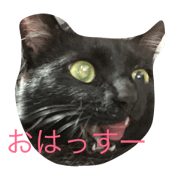 It came a black cat!