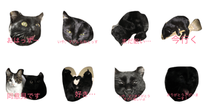 It came a black cat!