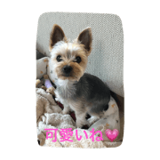 Yorkie Stamp
