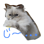 FU- of a cat
