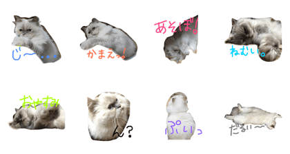 FU- of a cat