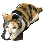 cat  macha.rai