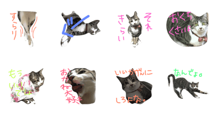 mishuke cat