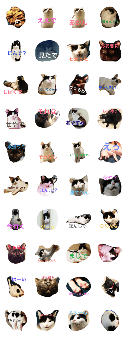 my cats   mii,pooh,goma