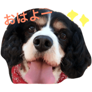 Cavalier's days