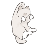 A cat wearing white socks