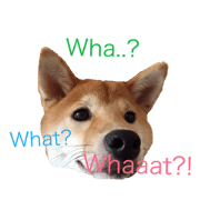 Shiba says (English ver.)