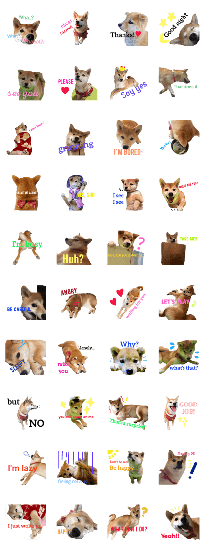Shiba says (English ver.)