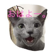 cute Russian Blue 8