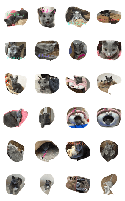 cute Russian Blue 8