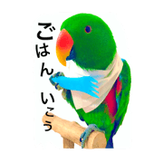 Pika is  eclectus