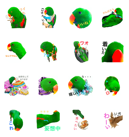 Pika is  eclectus