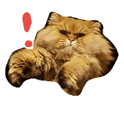 2cat shinajin