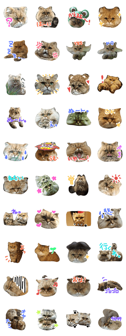2cat shinajin