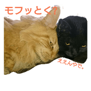 my cats 1,2,3